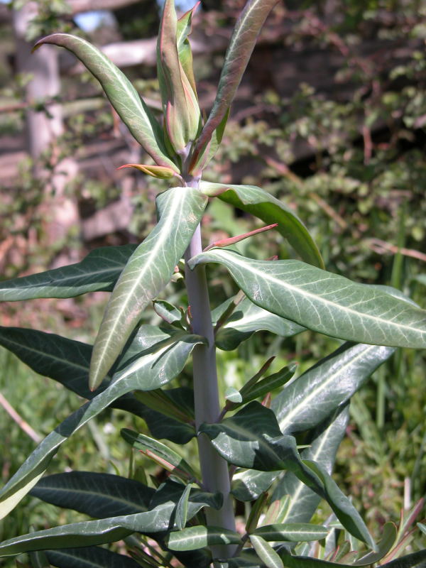 Supramonte do Oliena - Euphorbia lathyris